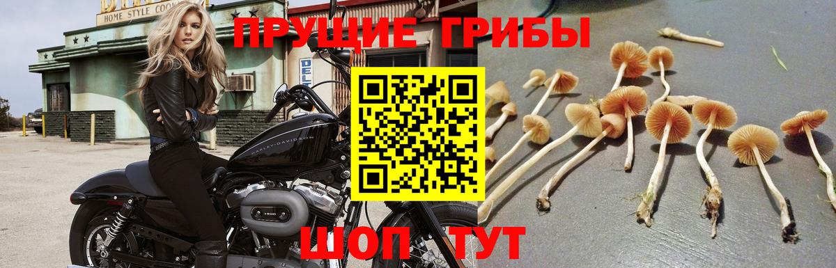 Псилоцибиновые грибы Psilocybe  Вход с VPN  Владимир  Псилоцибиновые грибы мицелий 